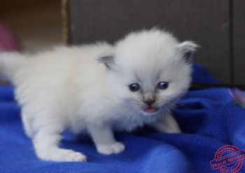 chaton mâle blue point-mitted 2 - 24 jours - Chatterie Ragdolls du Val de Beauvoir